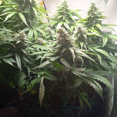 AutoXtreme growlog timeline photo