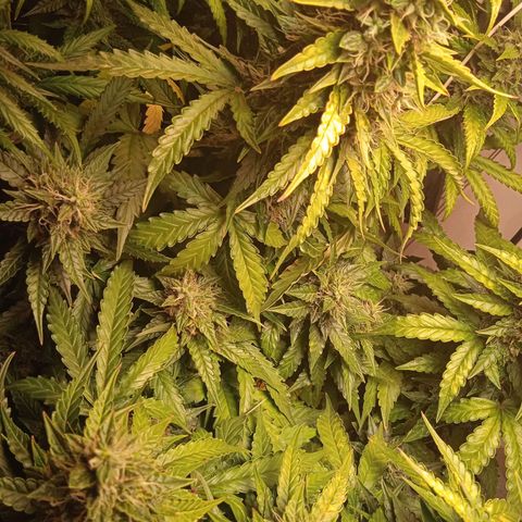 AutoXtreme growlog timeline photo