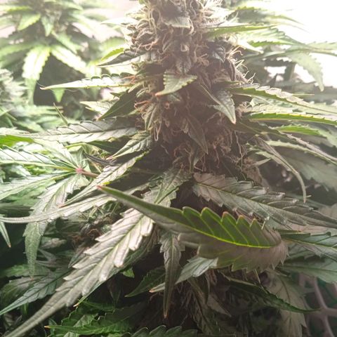 AutoXtreme growlog timeline photo