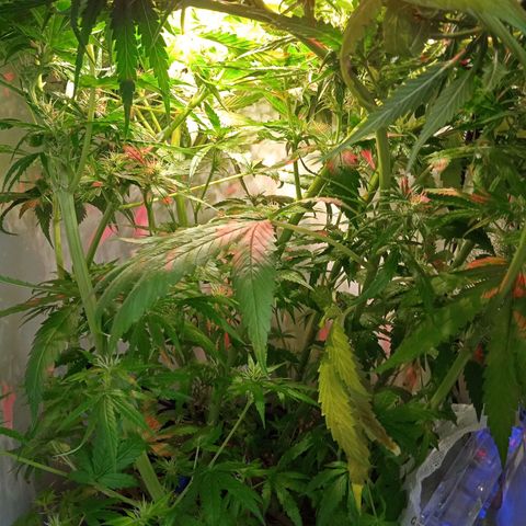 Green Gelato growlog timeline photo