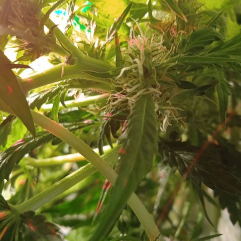 Green Gelato growlog timeline photo