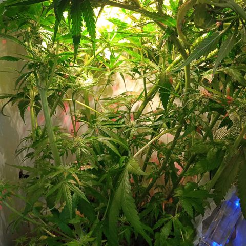 Green Gelato growlog timeline photo