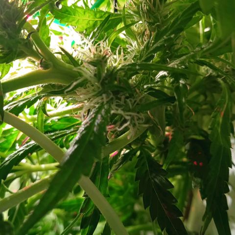 Green Gelato growlog timeline photo