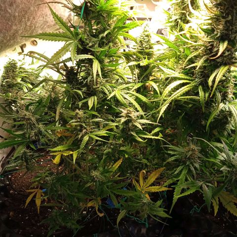 Northern lights Auto growlog timeline photo