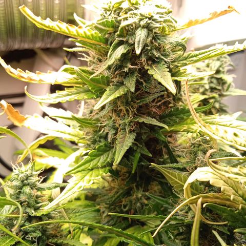 Northern lights Auto growlog timeline photo