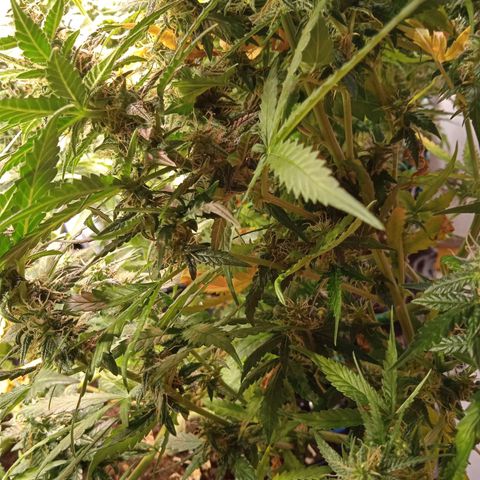Northern lights Auto growlog timeline photo