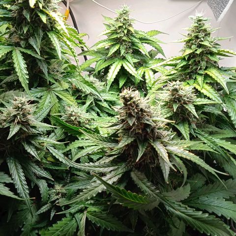 AutoXtreme growlog timeline photo
