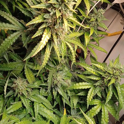 AutoXtreme growlog timeline photo
