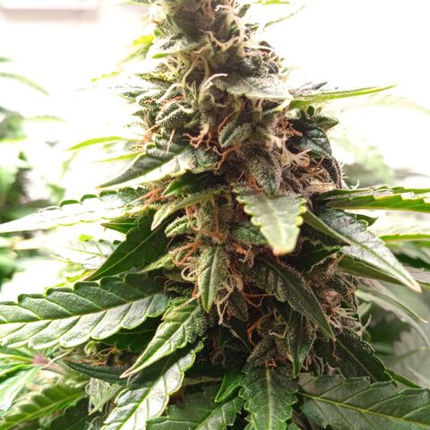 AutoXtreme growlog timeline photo