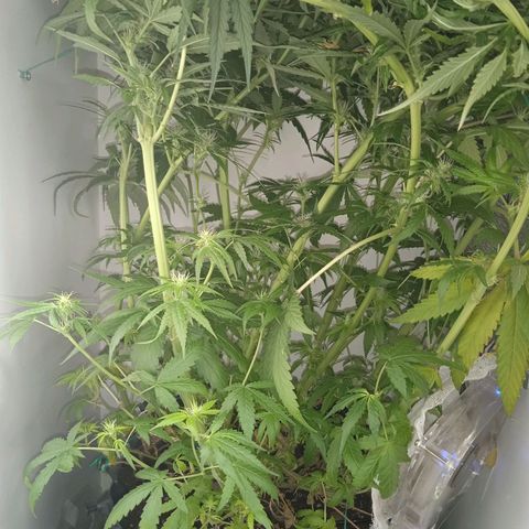 Green Gelato growlog timeline photo