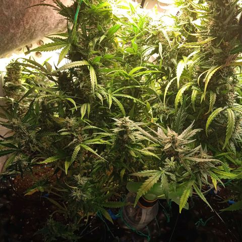 Northern lights Auto growlog timeline photo