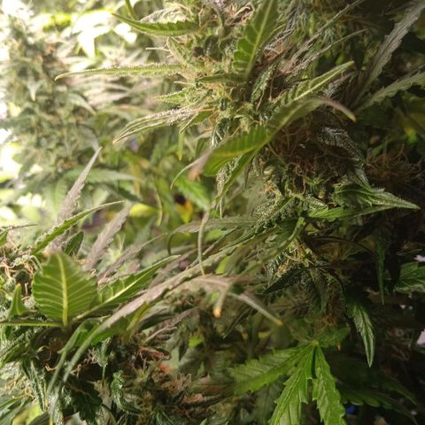 Northern lights Auto growlog timeline photo