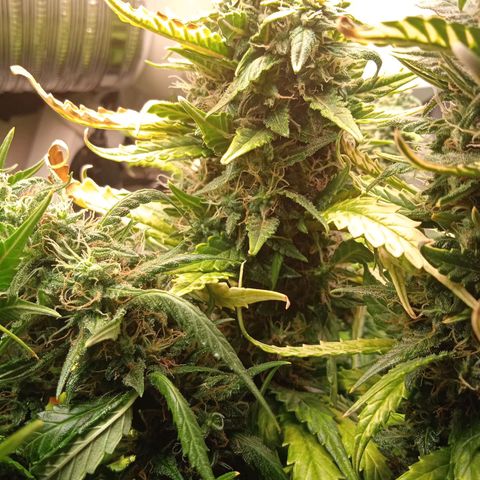 Northern lights Auto growlog timeline photo