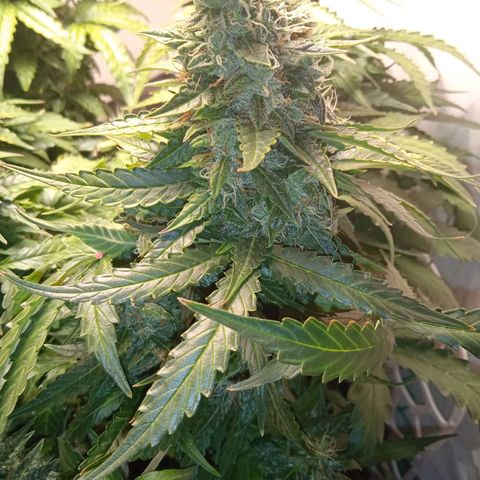 AutoXtreme growlog timeline photo