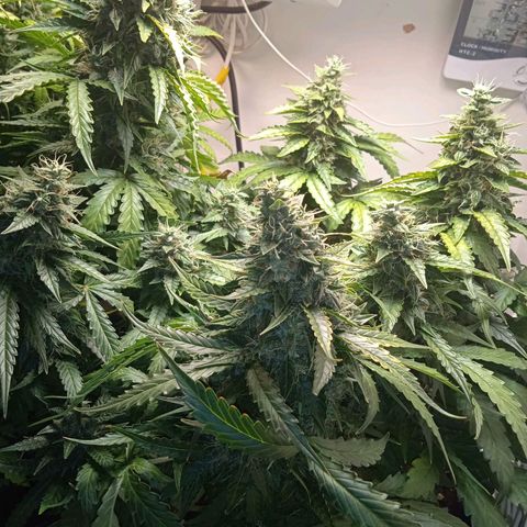 AutoXtreme growlog timeline photo