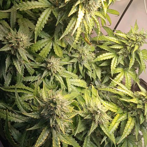 AutoXtreme growlog timeline photo