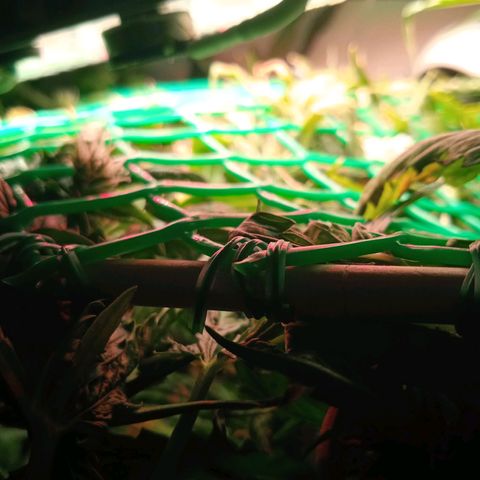 Green Gelato growlog timeline photo