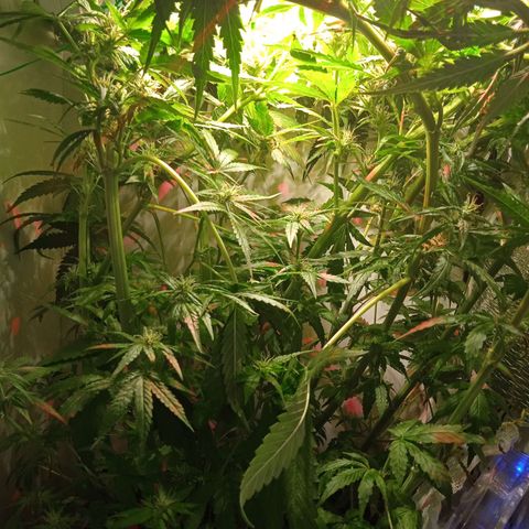 Green Gelato growlog timeline photo