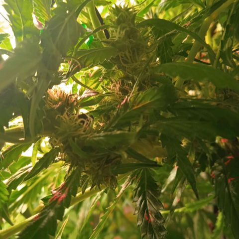 Green Gelato growlog timeline photo
