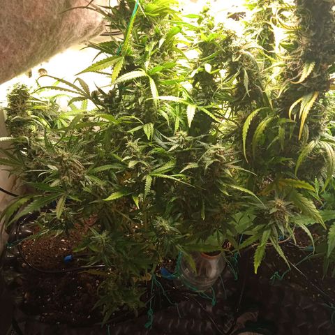 Northern lights Auto growlog timeline photo