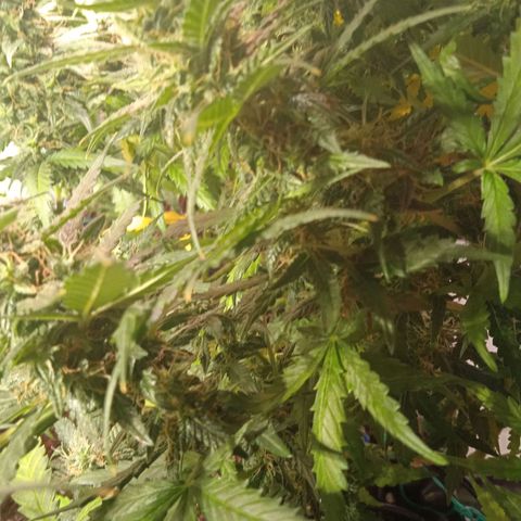 Northern lights Auto growlog timeline photo