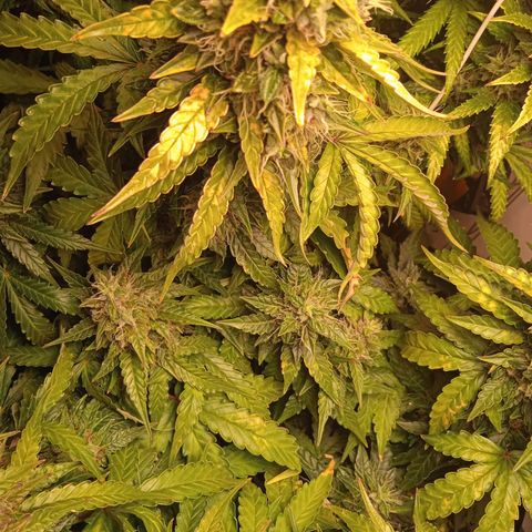 AutoXtreme growlog timeline photo