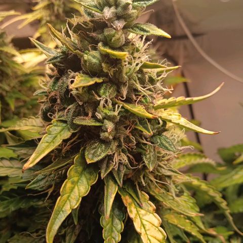 AutoXtreme growlog timeline photo