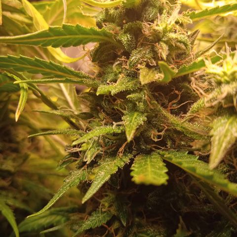 Northern lights Auto growlog timeline photo