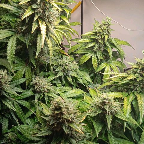 AutoXtreme growlog timeline photo