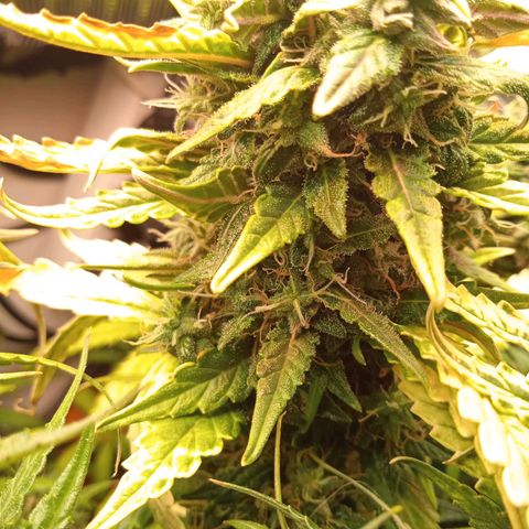 Northern lights Auto growlog timeline photo