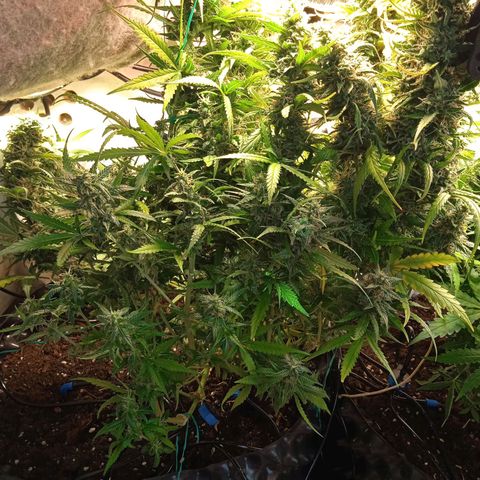 Northern lights Auto growlog timeline photo