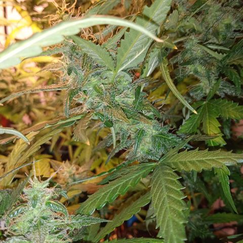 Northern lights Auto growlog timeline photo
