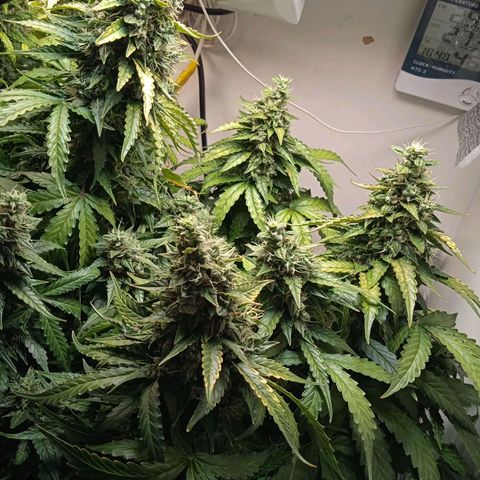 AutoXtreme growlog timeline photo