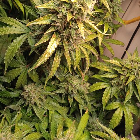 AutoXtreme growlog timeline photo