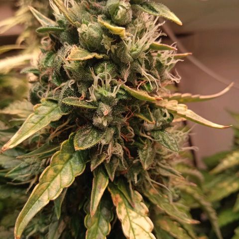 AutoXtreme growlog timeline photo