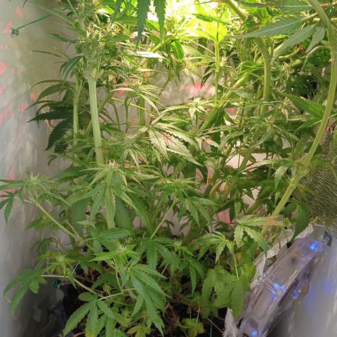 Green Gelato growlog timeline photo