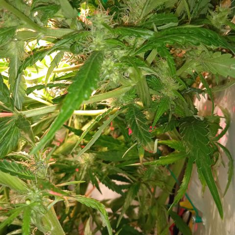 Green Gelato growlog timeline photo