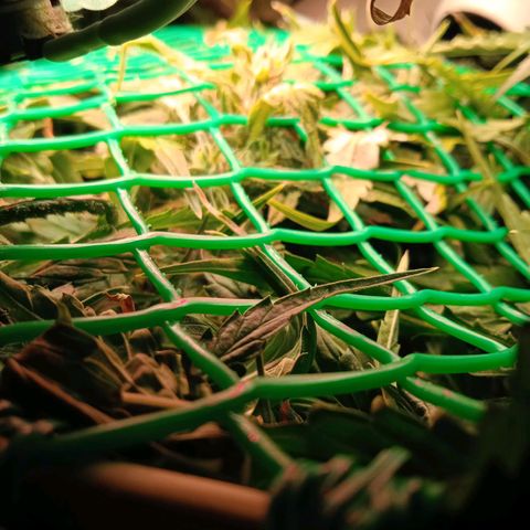 Green Gelato growlog timeline photo