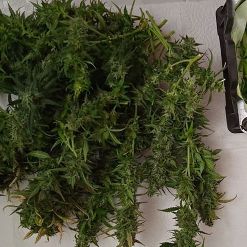 Northern lights Auto growlog timeline photo