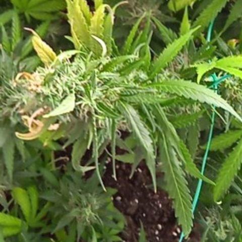 Northern lights Auto growlog timeline photo