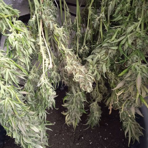Northern lights Auto growlog timeline photo