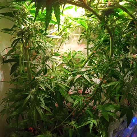 Green Gelato growlog timeline photo