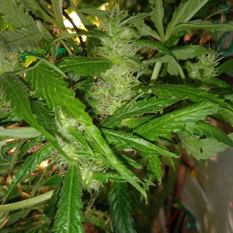 Green Gelato growlog timeline photo