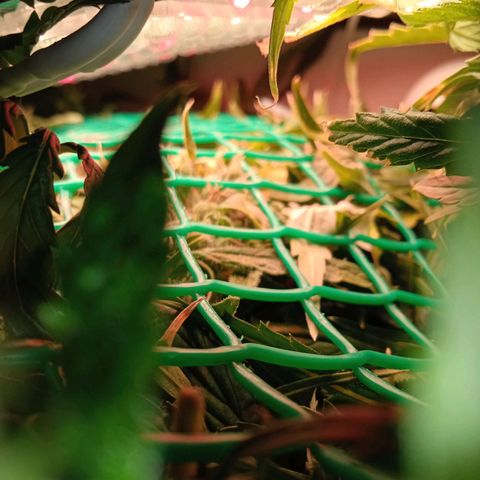 Green Gelato growlog timeline photo