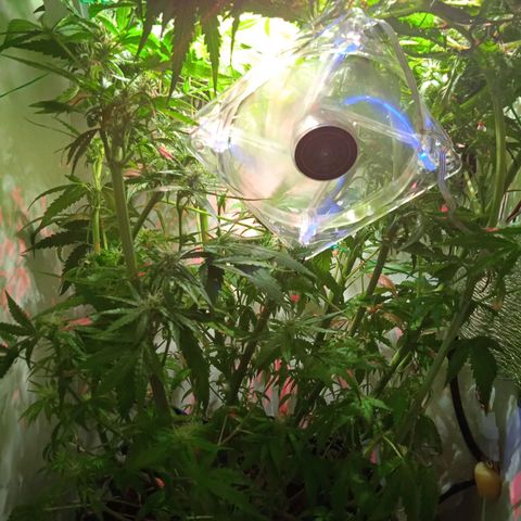 Green Gelato growlog timeline photo