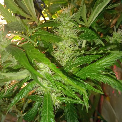 Green Gelato growlog timeline photo