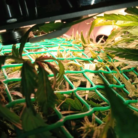 Green Gelato growlog timeline photo