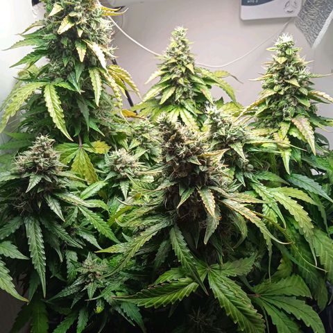 AutoXtreme growlog timeline photo