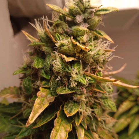 AutoXtreme growlog timeline photo
