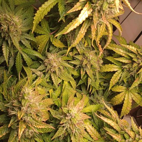 AutoXtreme growlog timeline photo
